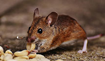 24 Hour & Emergency Exterminators in Silver Lake, WI